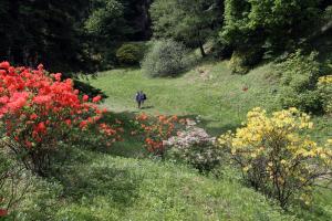 Azalea valley