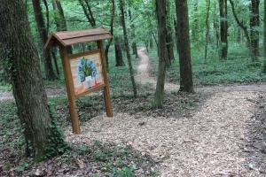 Bird forest trail